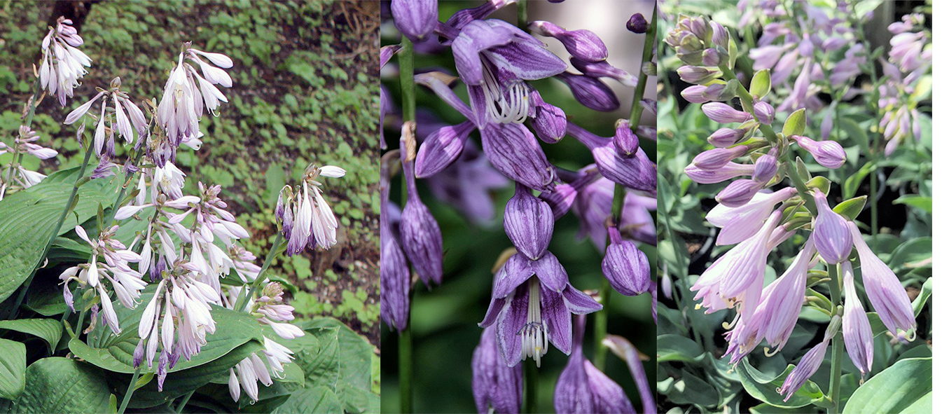 Hosta Flowers