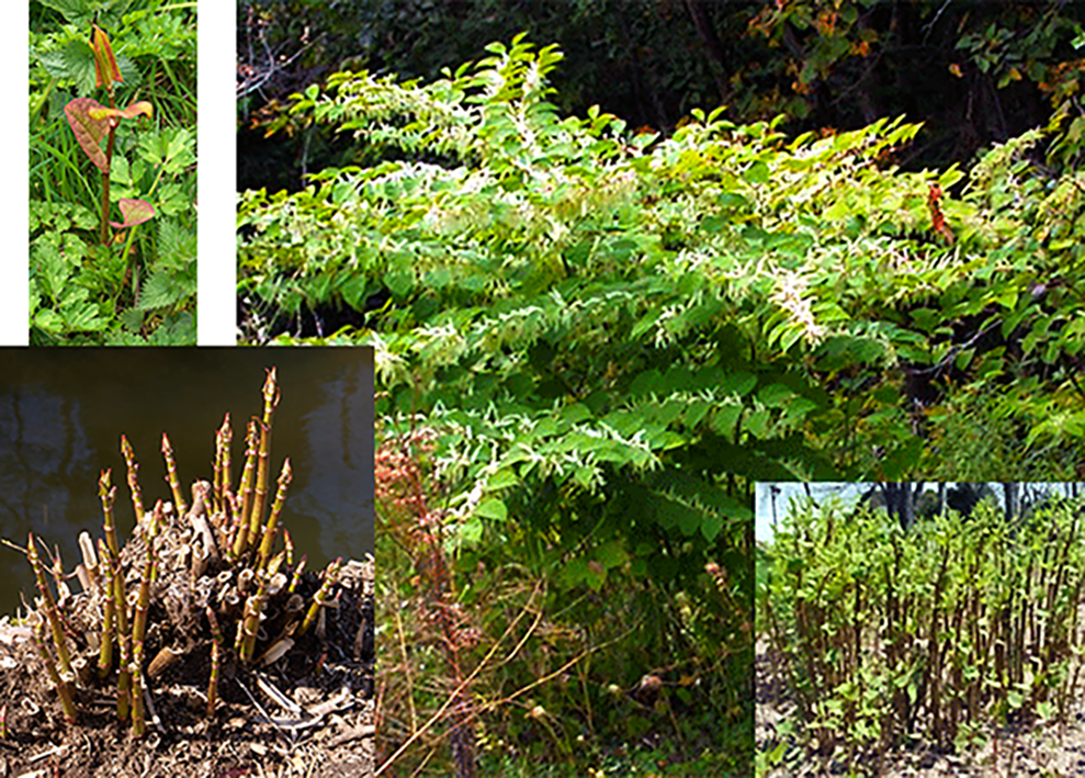 Japanese knotweed (Fallopia japonica) showing the mature plant with young shoot, plant with young leaves and a thicket of shoots