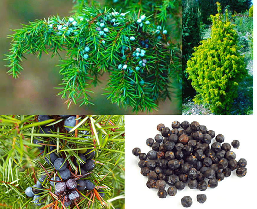 Juniper tree and dried juniper berries