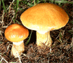 Larch bolete fungus tumbnail