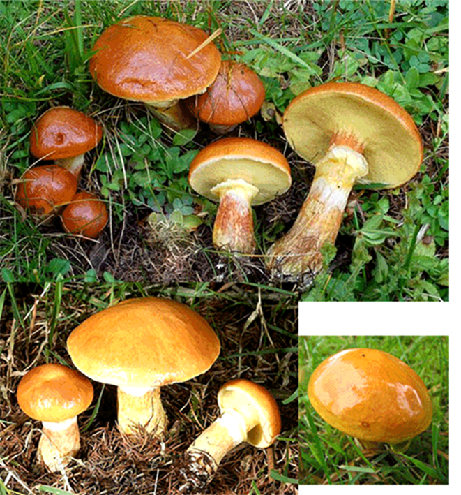 Larch bolete (Suillus grevillei) showing views of the mushroom