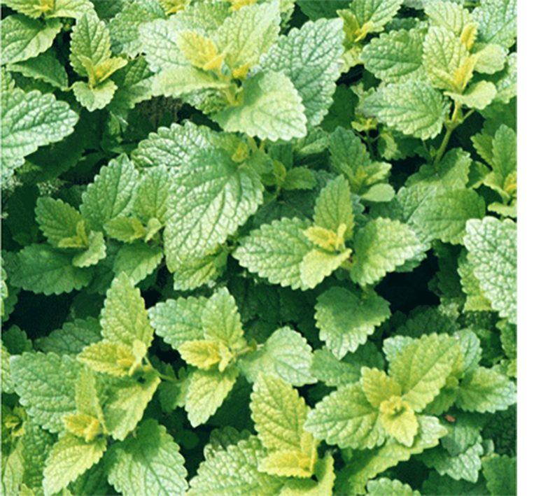 lemon balm leaves