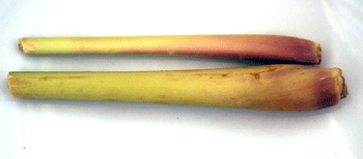 Two stalks of lemongrass