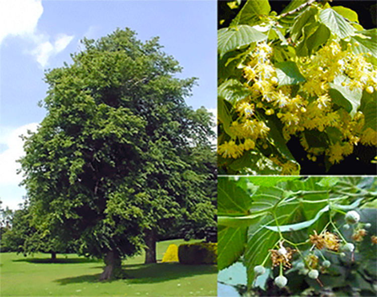 Linden, common lime showing tree, flowers an fruit (Tilia x europea)