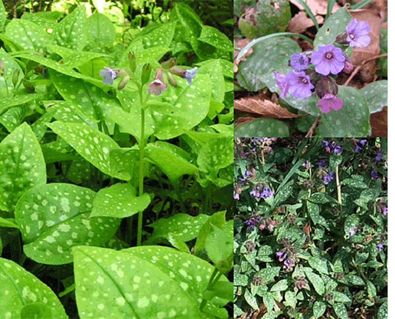 Lungwort (Pulmonaria officinalis), showing the whole plant along with its leaves and flowers