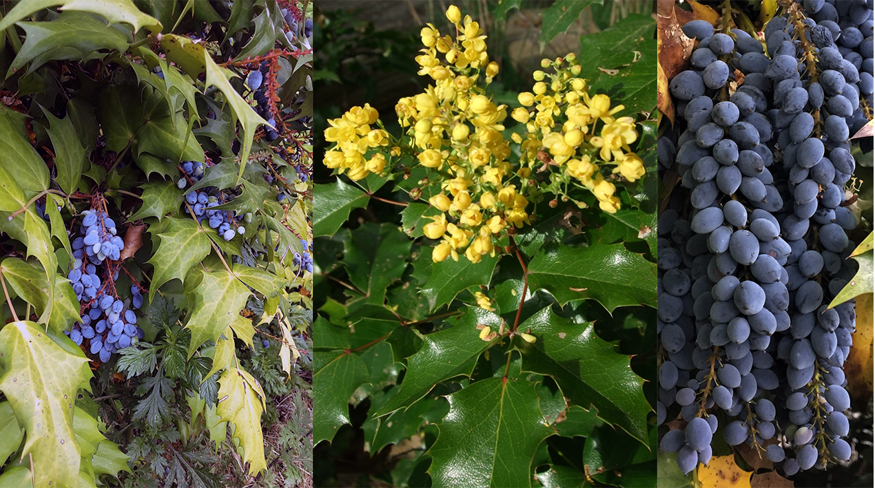 Oregon grape (Mahonia aquifolium) showing a mature plant, flowers, and a cluster of ripe fruit