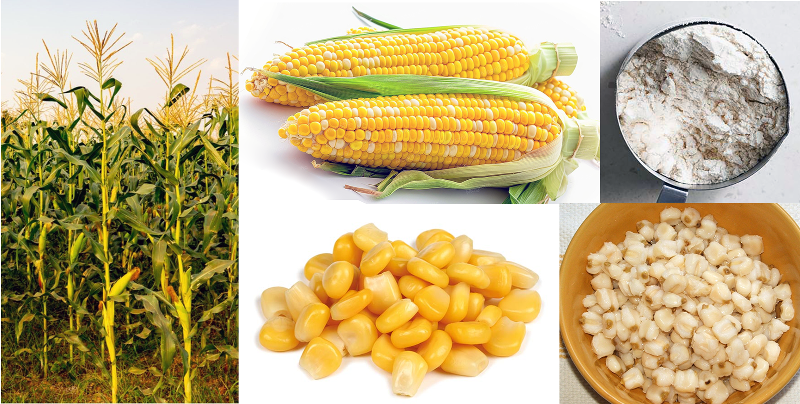Images of the maize plant, two cobs, maha harina flour, corn kernels and hominy