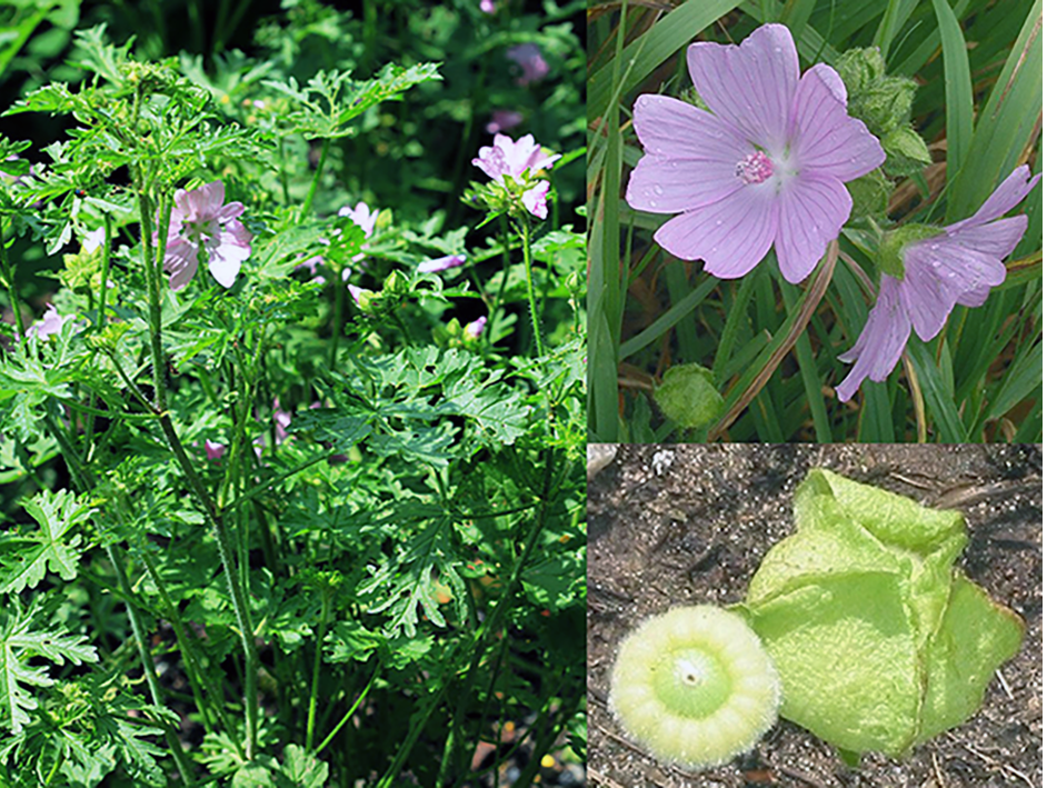 Musk Mallow (Malva moschata), showing the whole plant with close-ups of the edible flowers and immature seeds (cheeses)