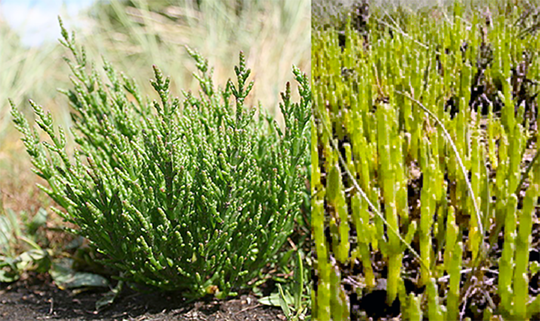 Marsh samphire (Salicornia europea), showing the young plant, just emerging and a mature plant