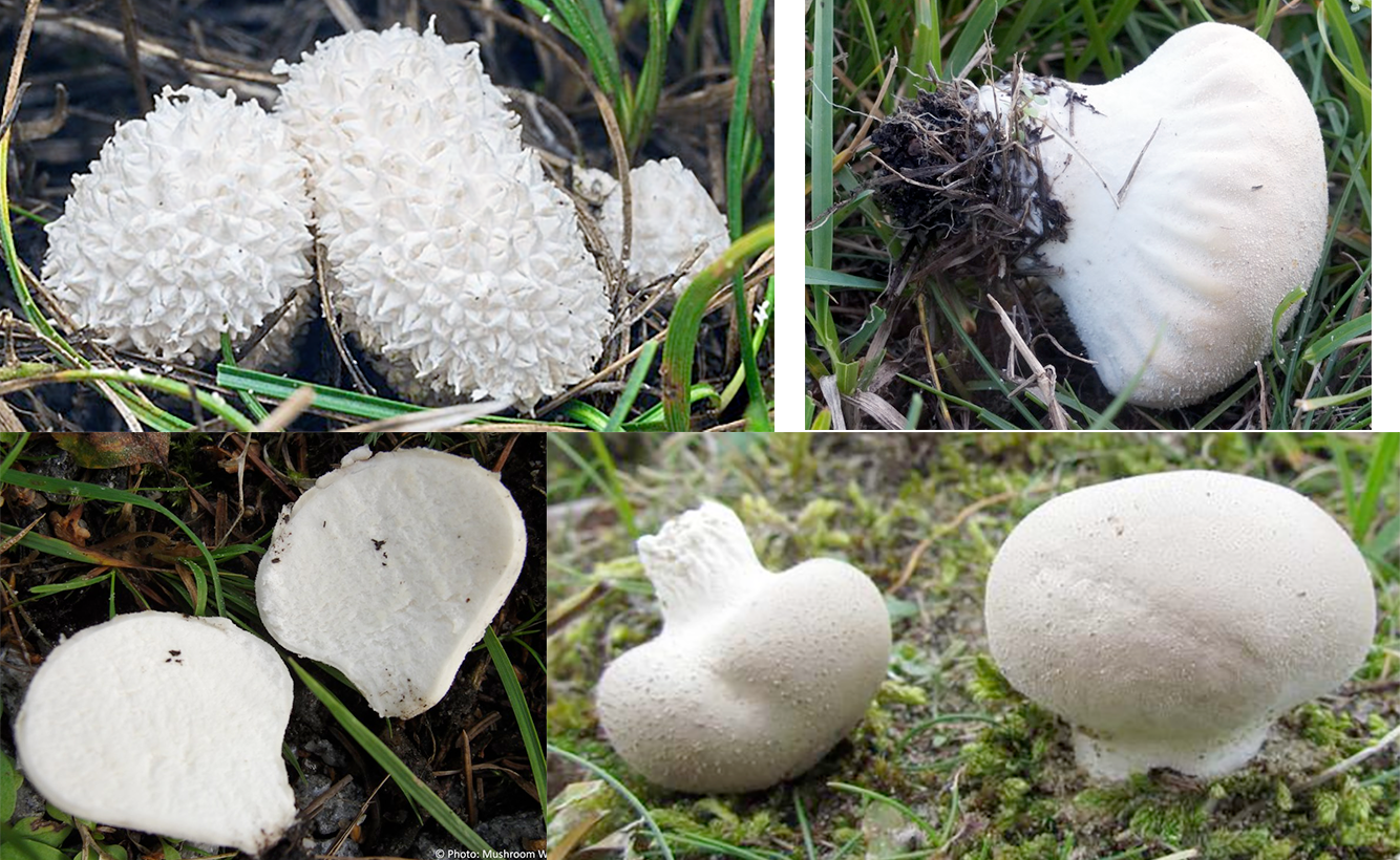 Meadow puffball mushrooms (Lycoperdon pratense) with the spiky very immature form, a more mature form on its side, one split into two halves and two in moss with one on its side.