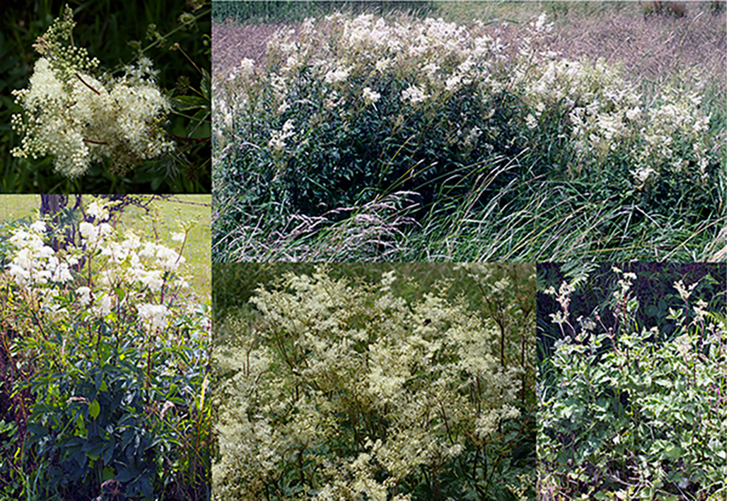 Meadowsweet (Filipendula ulmaria), showing various views of the whole plant and closeups of the flowers