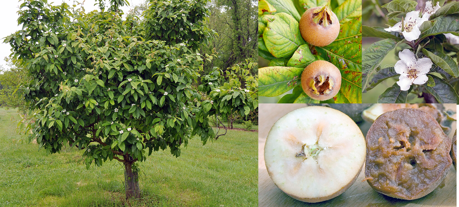 Medlar (Mespilus germanica) showing a mature tree in flower and a close-up of the fruit and flowers. Bottom right is a cross section of a mature medlar and a bletted medlar.