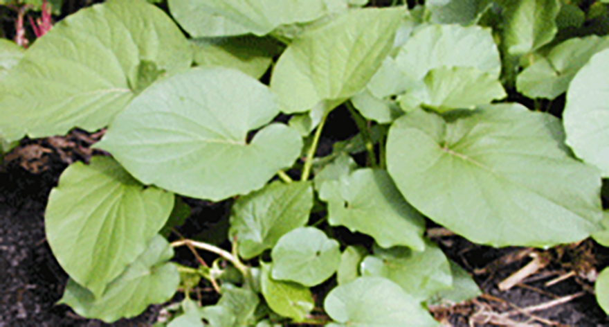 Mexican pepperleaf growing