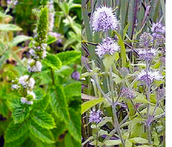 Mint Flowers