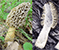 Morel mushroom tumbnail