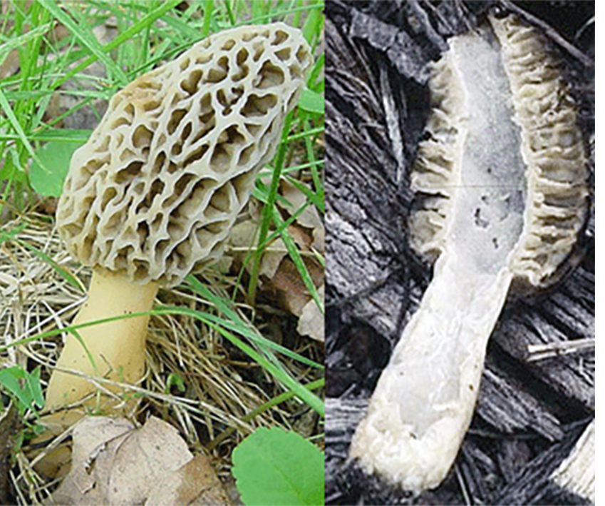 Morel Mushroom (Morchella esculenta), showing the complete fruiting body and a morel sliced in half