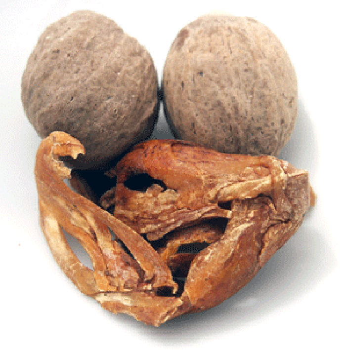 Two nutmegs and blades of mace