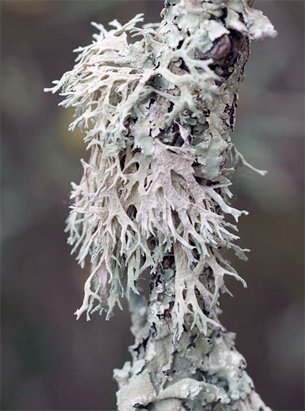 Oak moss (Evernia prunastri) growing on a small vertical bransh
