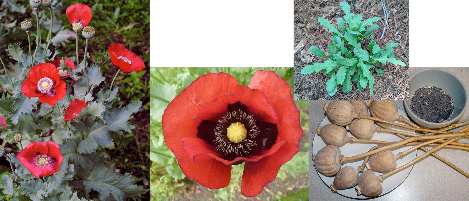 Opium Poppy (Papaver somniferum), showing a mature plant (left), the open flower, the mature seed heads and seeds and a young plant with edible leaves