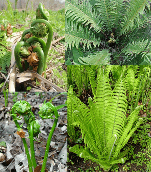 Ostrich fern (Matteuccia struthiopteris), showing the edible immature fiddleheads and the mature plant