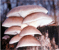 Oyster mushroom tumbnail