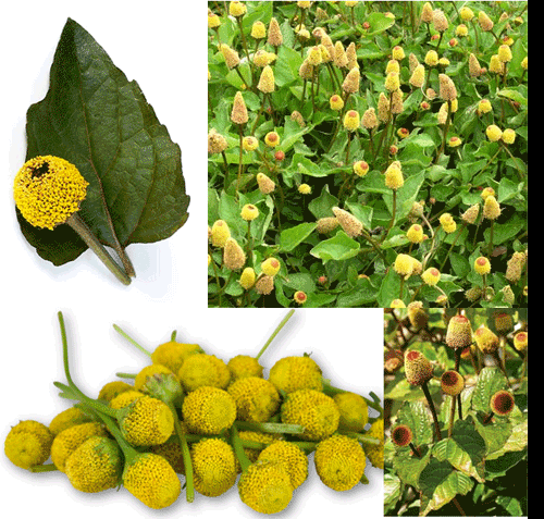 Paracress plant, leaf and flower, pile of flowers