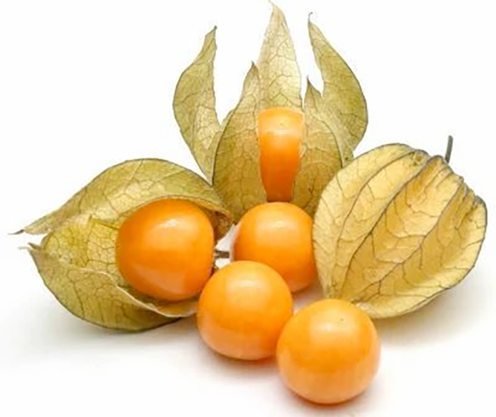 Physalis, cape gooseberry <em>Physalis peruviana</em>