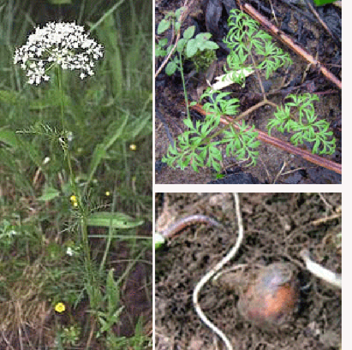Pignut (Conopodium majus) showing the plant