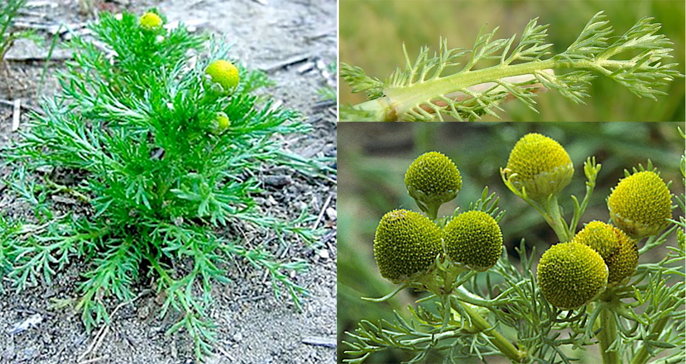 Pineappleweed (Matricaria discoidea), showing the whole plant, and a close-up of the flower and the leaves.