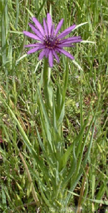 Purple salsify (Tragopogon porrifolius), showing the whole plant along with its distinctive flowers and seed heads