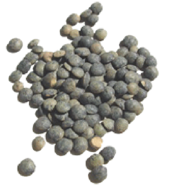 Collection of raw puy (green) lentils
