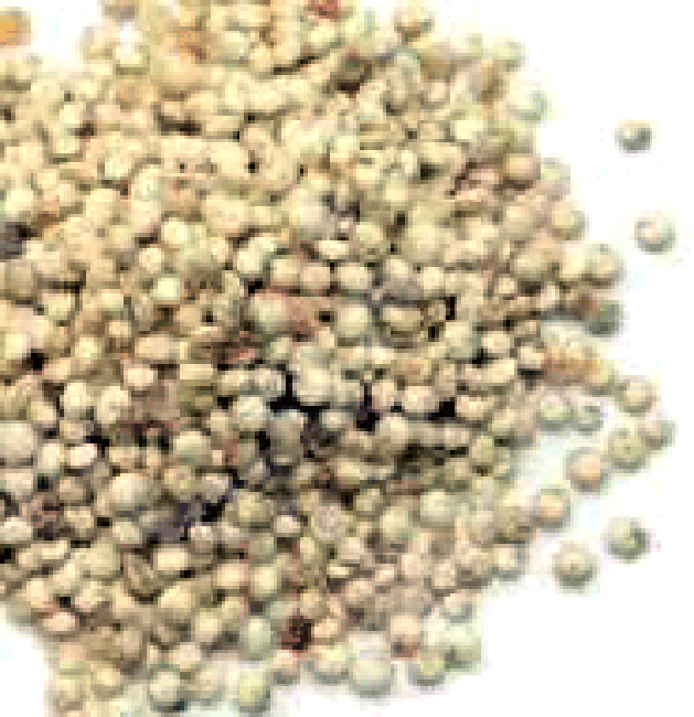 Quinoa grains