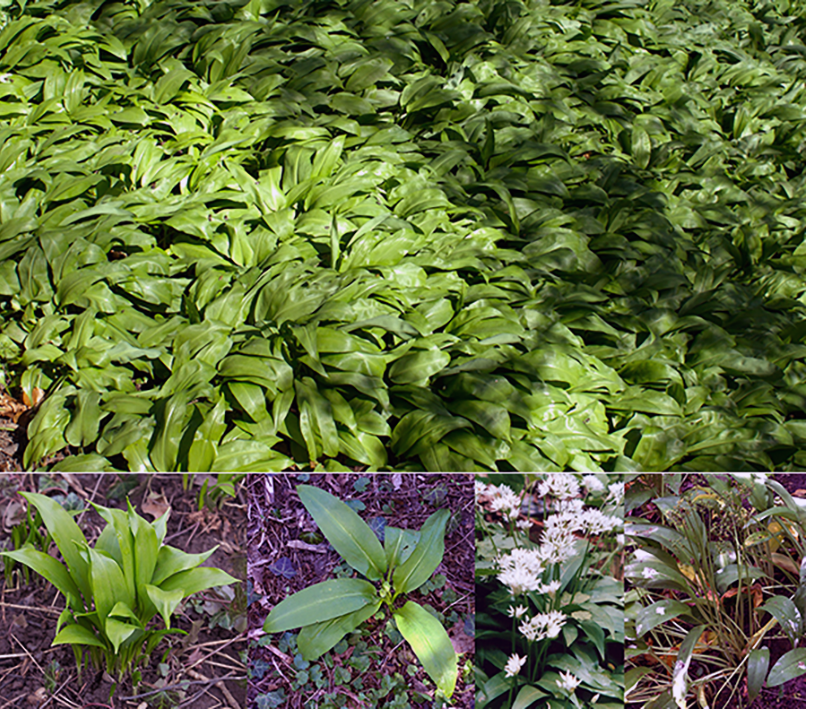 Ransoms, wild garlic (Allium ursinum) showing a carpet of the plants as well as a young plant, an old plant and a plant in flower