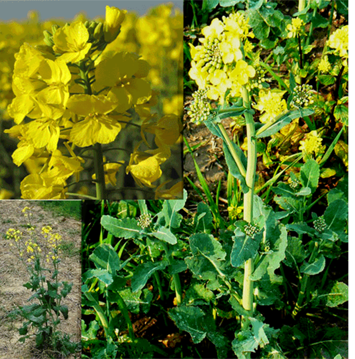Rapeseed (Brassica napus), shown is the whole plant in flower, a close up of the flowers, and a close up of the leaves