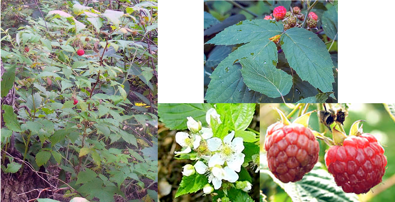 Raspberry, (Rubus idaeus) showing the whole plant plant, its leaves, flowers and fruit