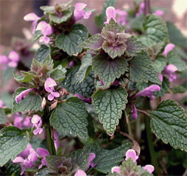 Red Deadnettle, Lamium purpureum whole plant shown in flower