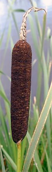 Reedmace flower