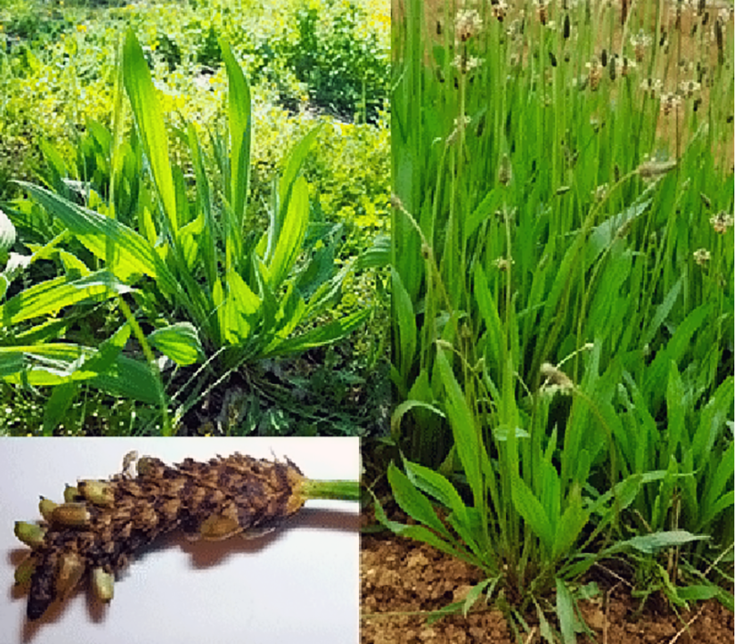 Ribwort Plantain (Plantago lanceolata), showing the young plant, the plant in flower and its seed heads