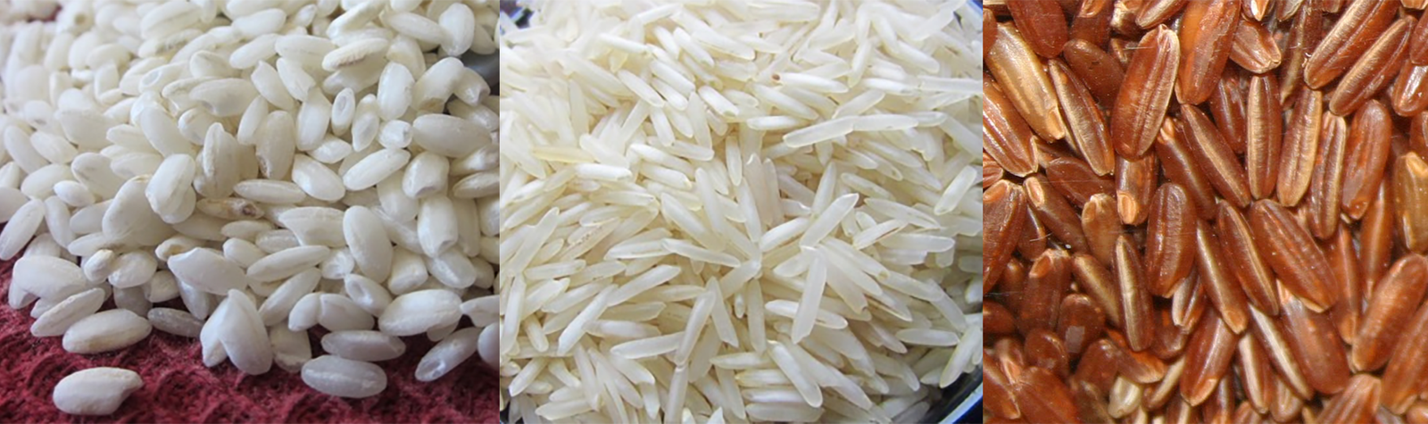Grains of Japonica (left), Indica (centre) and Glaberrima (right) rice