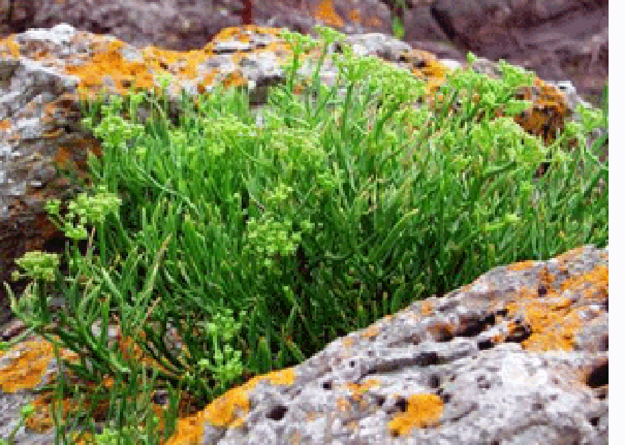 Rock samphire, sea bean (Crithmum maritinum), showing the young plant along with views of the plant in flower