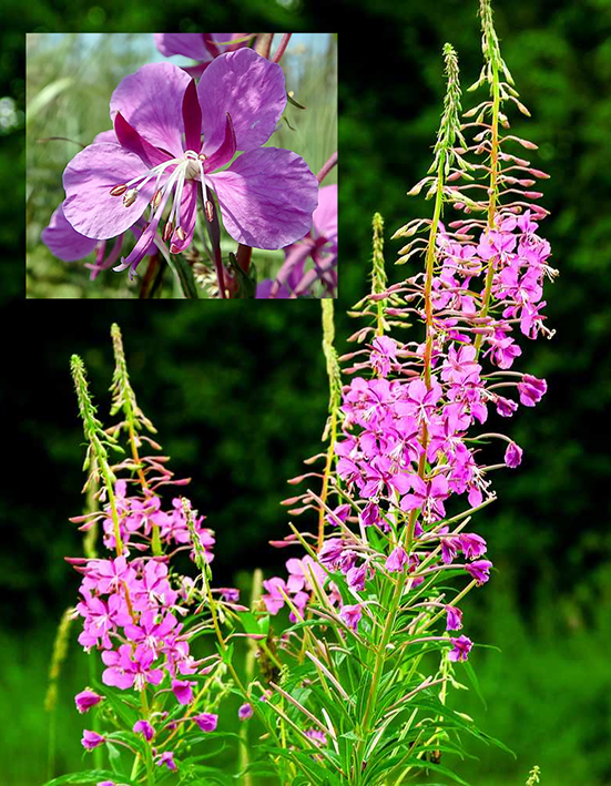 Rosebay Willowherb flowers