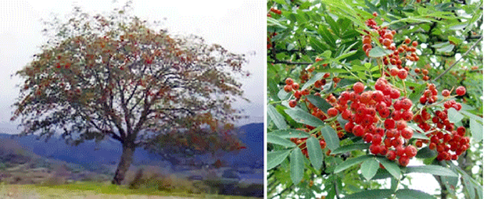 Rowan tree and close-up of rowan berries