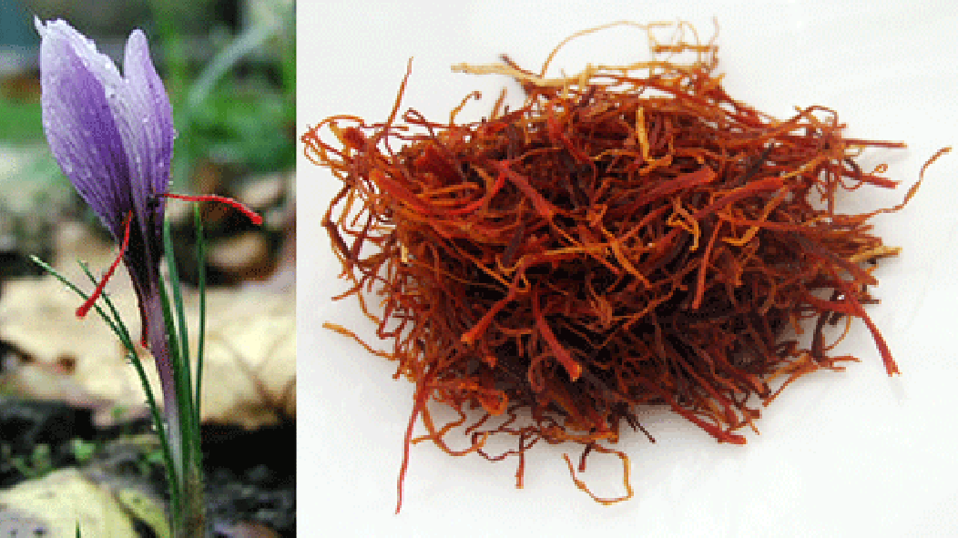 Saffron crocus and pile of saffron threads