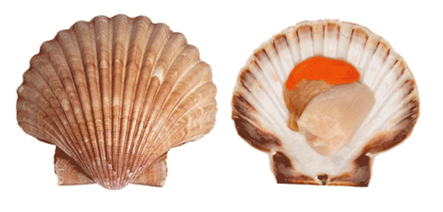 Scallop shell and scallop meats within the shell.