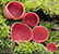 Scarlet elfcup mushroom tumbnail