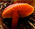 Scarlet Waxcap mushroom tumbnail