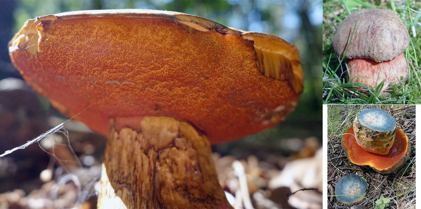 Scarletina bolete (Neoboletus luridiformis), showing a mature specimen with small image of a young mushroom and a mushroom inverted with the stem cut