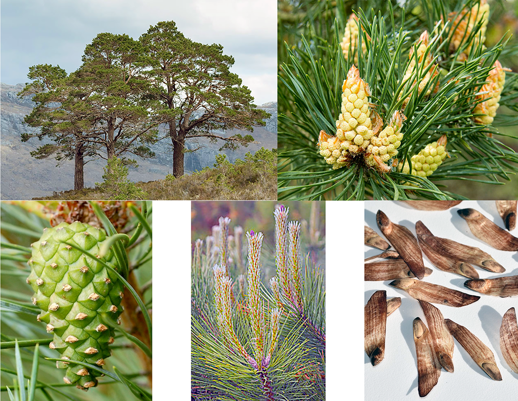 Scots pine (Pinus sylvestris), showing the mature tree, male flower, immature cone, pine tips and seeds
