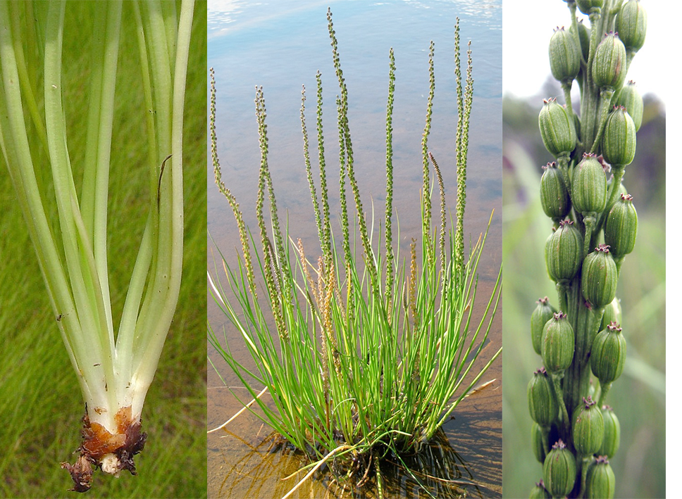 Sea Arrowgrass (Triglochin maritima), showing the edible young shoots, the whole plant and the seed spike.