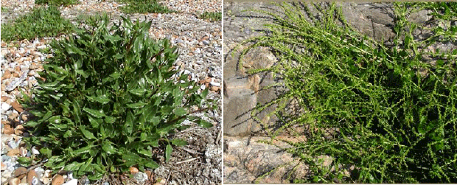 Young sea beet and sea beet plant in flower